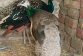 Peacock breeder pair