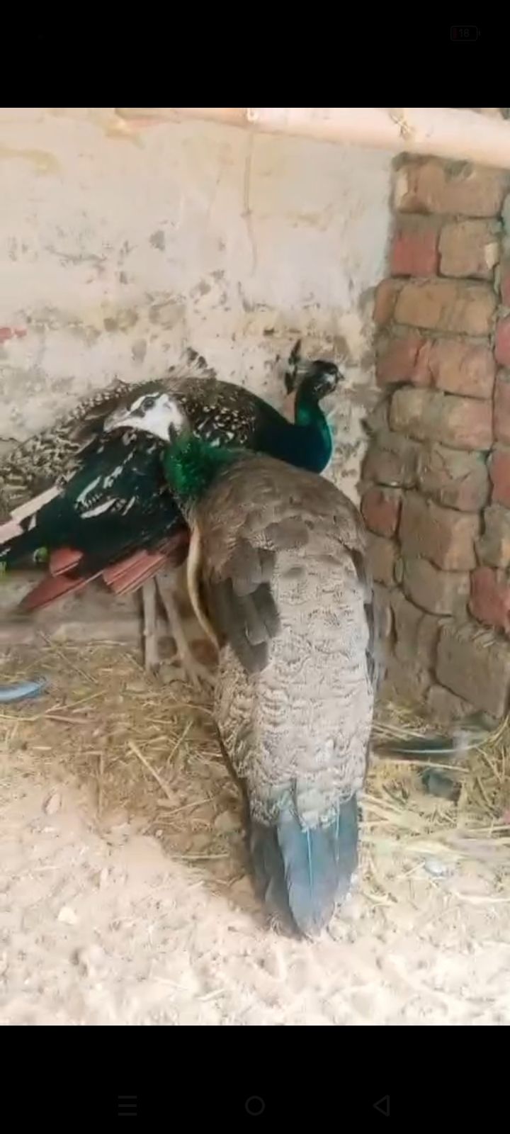 Peacock breeder pair