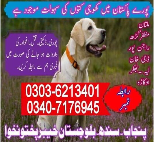 Army Dog Center Abbottabad 03016244888 Khoji Dogs Abbottabad Khoji kutta Abbottabad