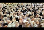 Golden miri chicks desi chicks