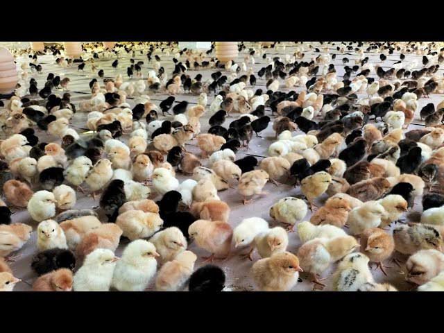 Golden miri chicks desi chicks