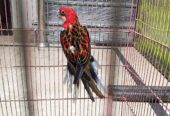 rosella for sale