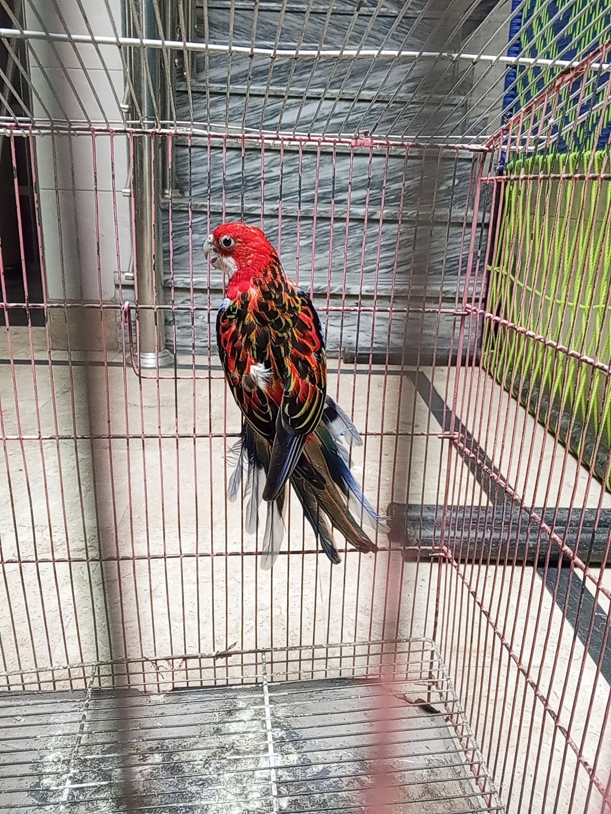 rosella for sale