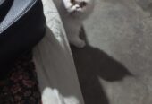 Persian punch face female