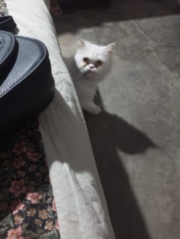 Persian punch face female