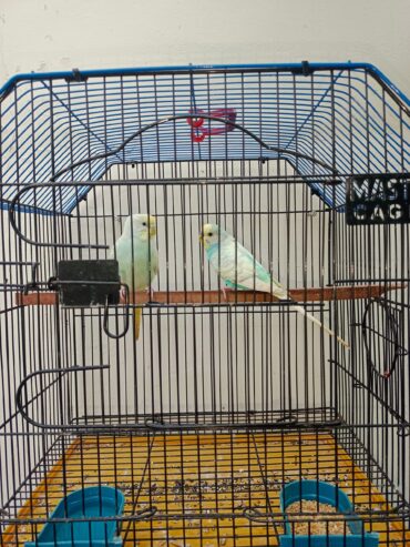 Rainbow Breeder pair 💯