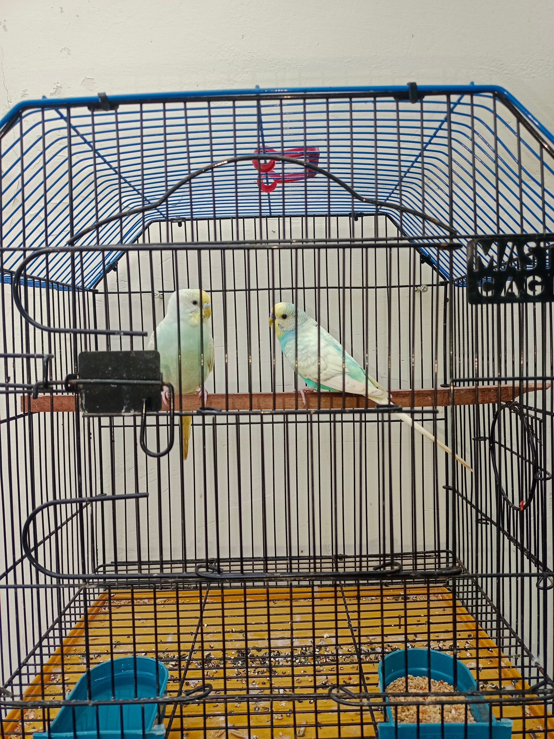 Rainbow Breeder pair 💯