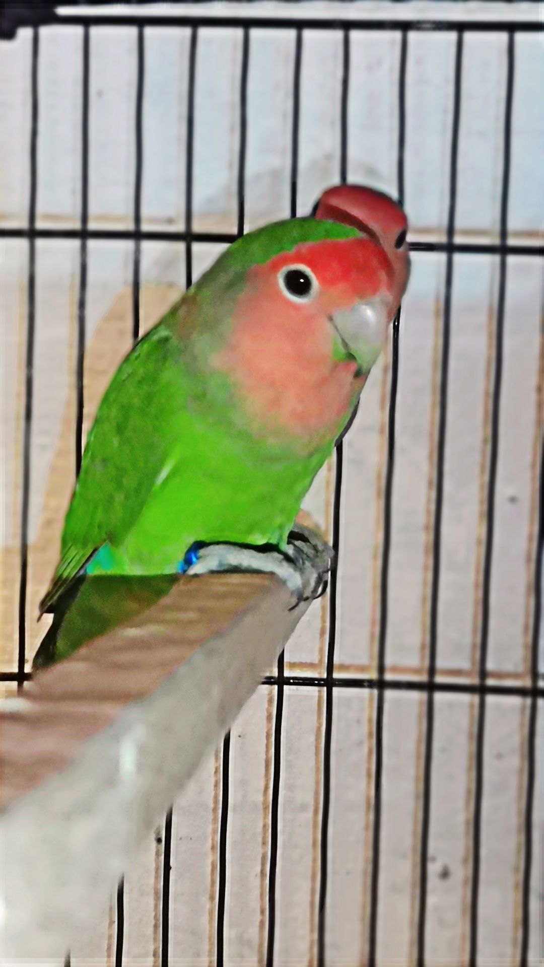 Love Birds And Java