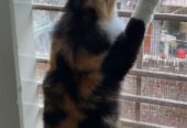 Adult Cat female