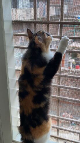 Adult Cat female