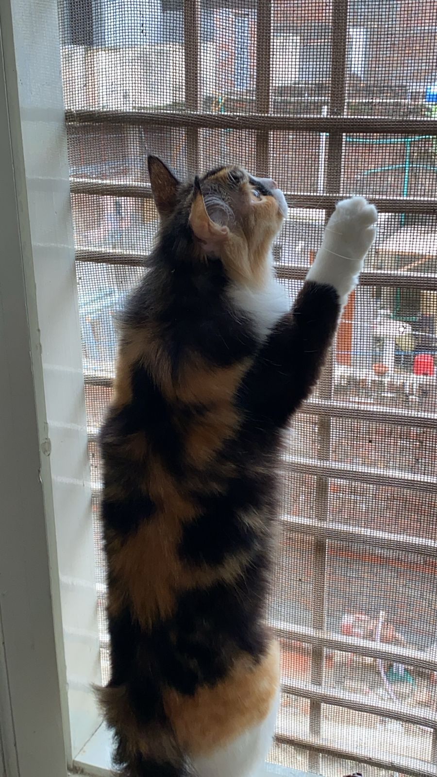 Adult Cat female