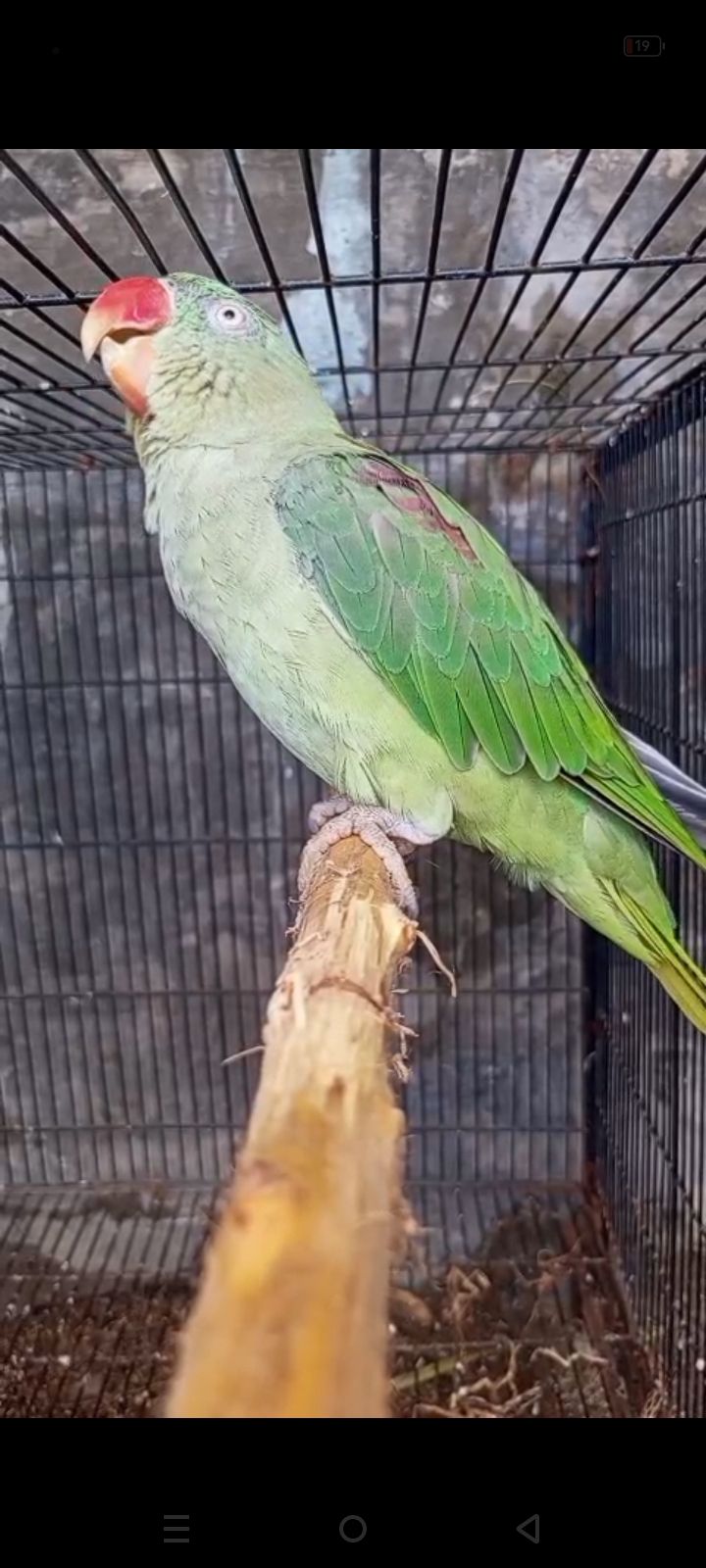 Raw breeder female
