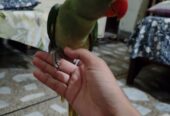 Raw self male for sale