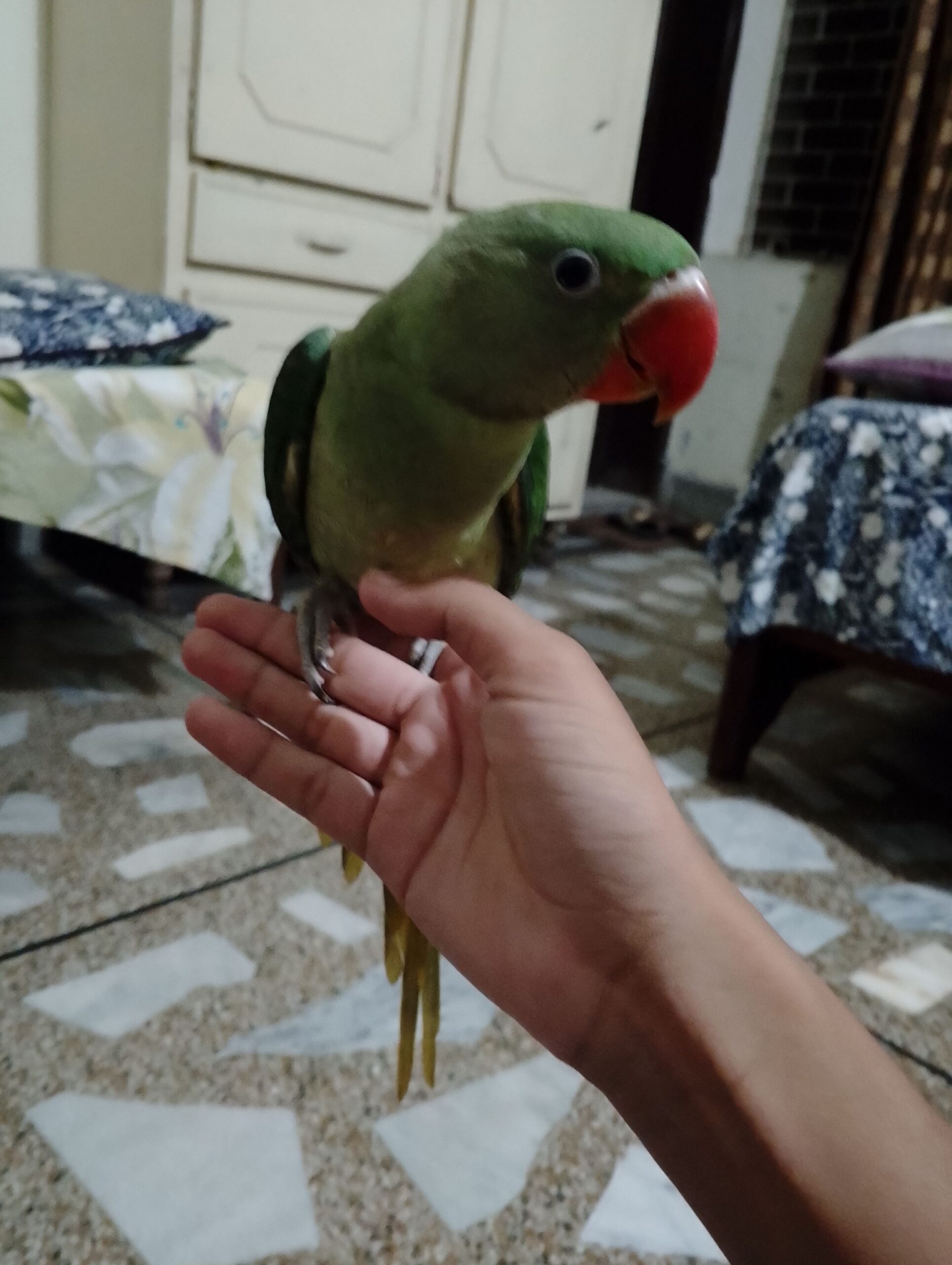 Raw self male for sale