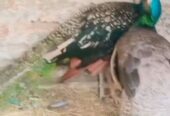 Peacock breeder pair