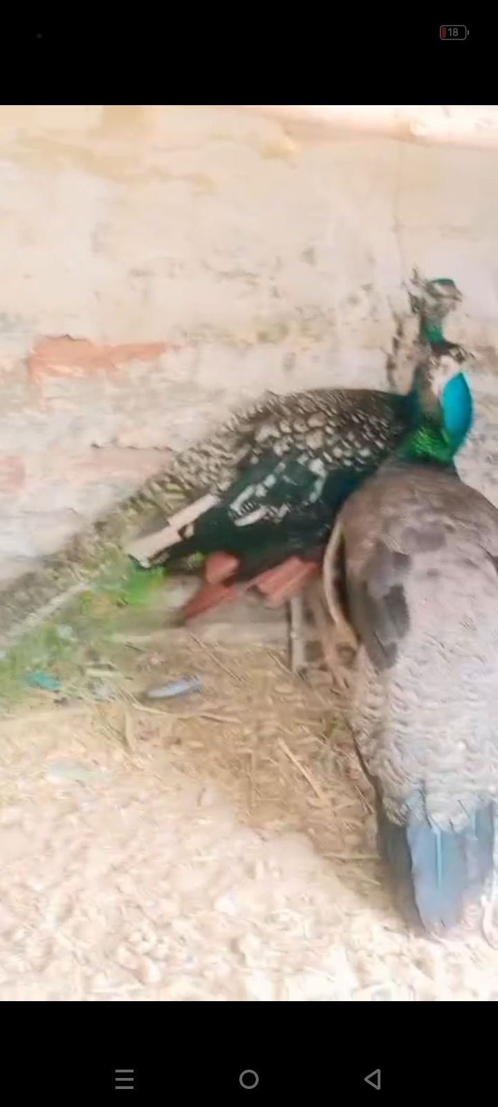 Peacock breeder pair