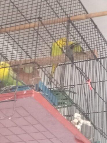 Exhibition Pair