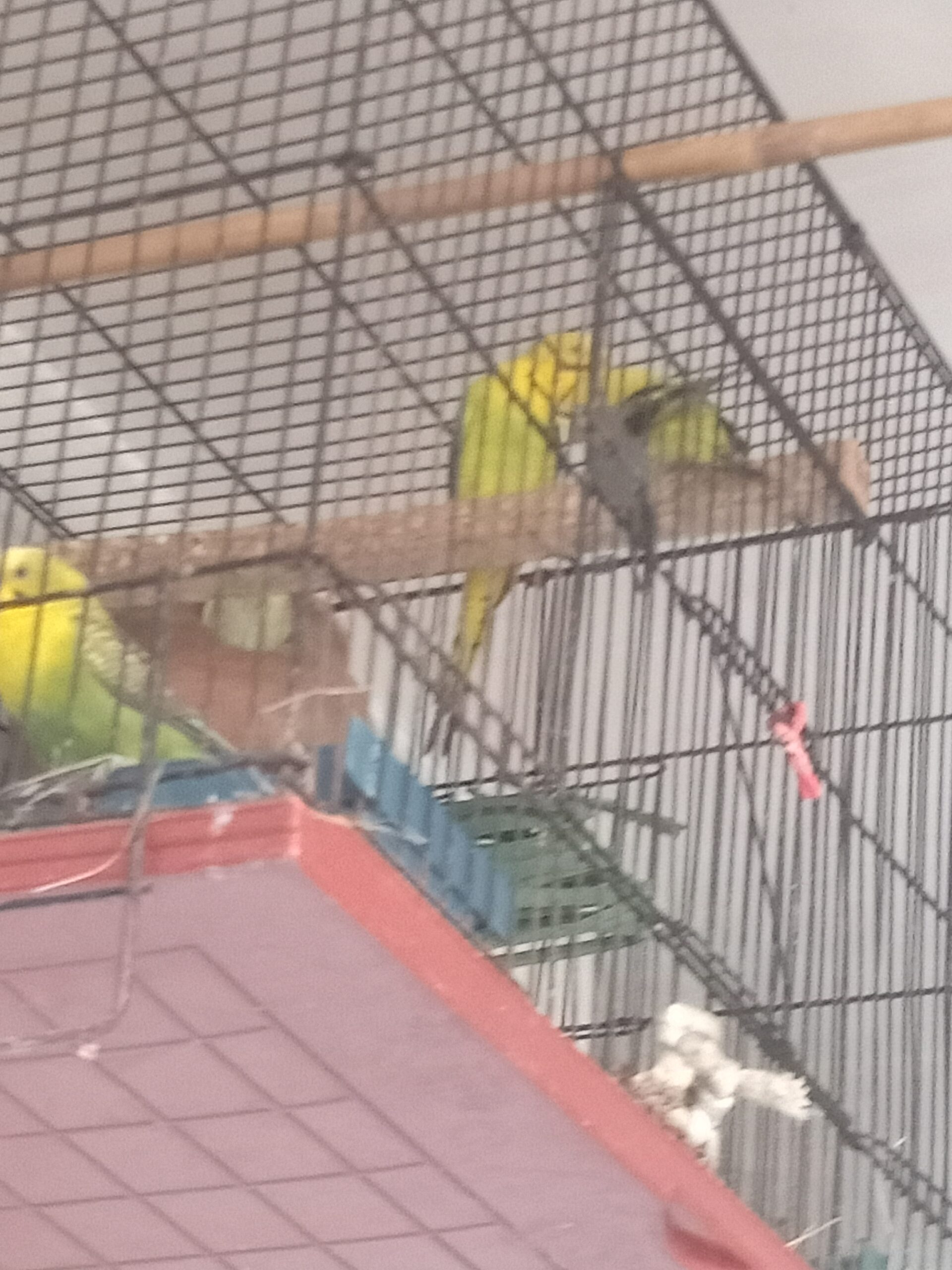 Exhibition Pair