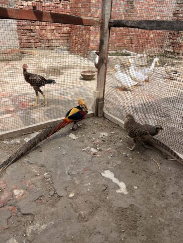 Red golden pheasant breeder pair