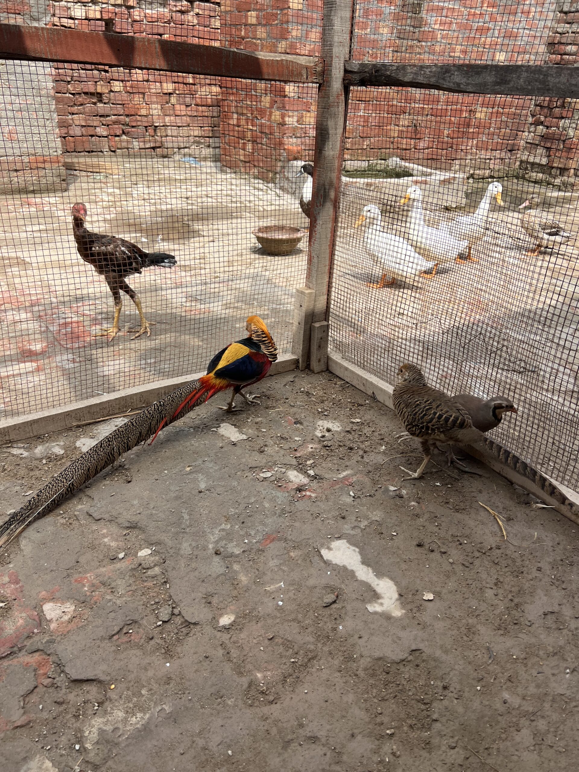Red golden pheasant breeder pair
