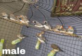 Zebra finches Male and Female