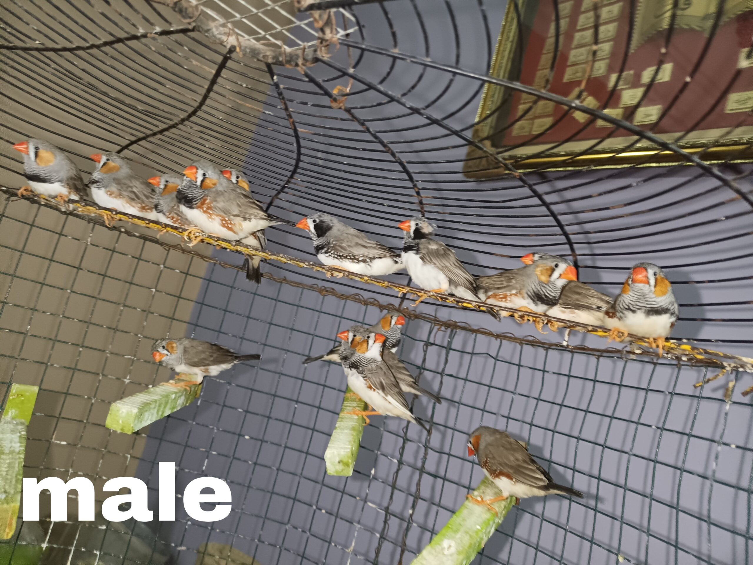 Zebra finches Male and Female