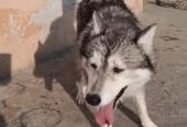 Siberian Husky