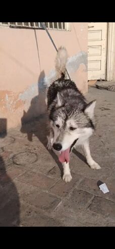 Siberian Husky