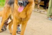 Z+ security dog