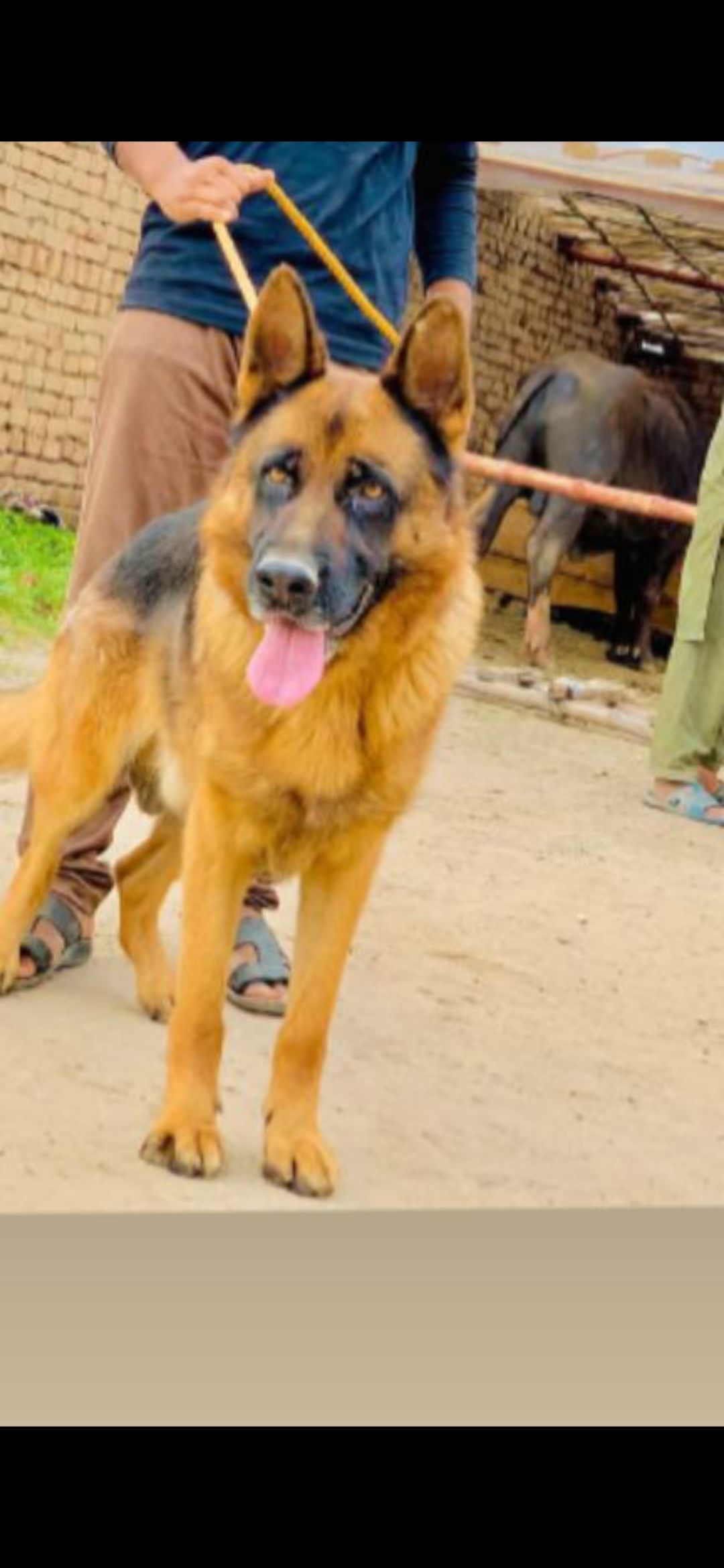 Z+ security dog