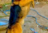 Z+ security dog