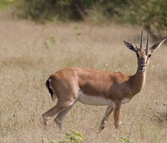 Chinkara breeder pairs available