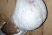 Shield croper gubara pair