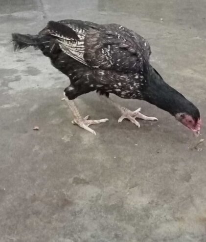 Aseel mainwali