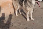 Siberian Husky
