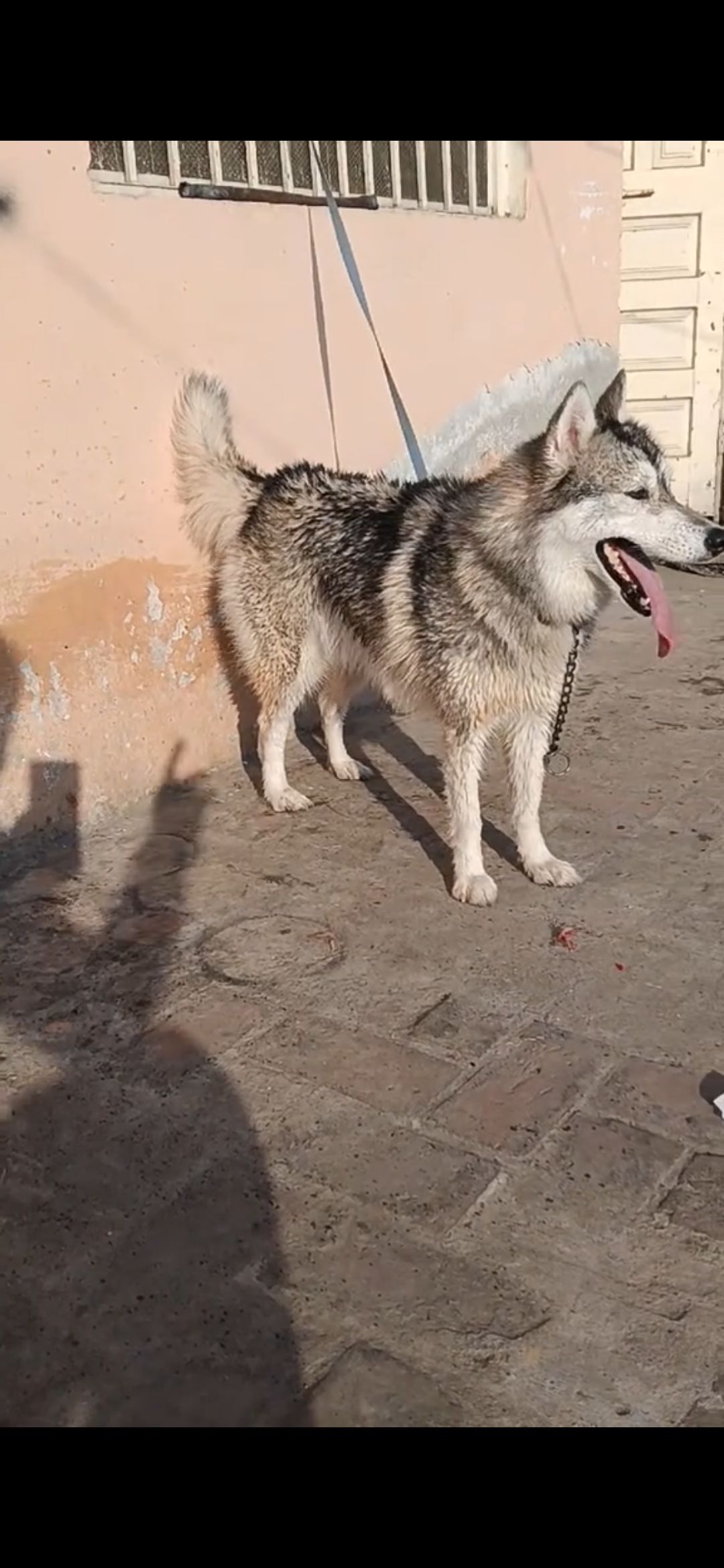 Siberian Husky