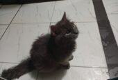 Persian kitten