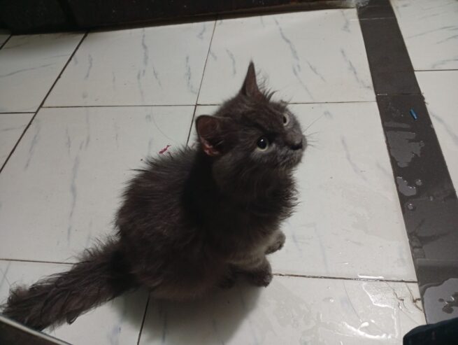 Persian kitten