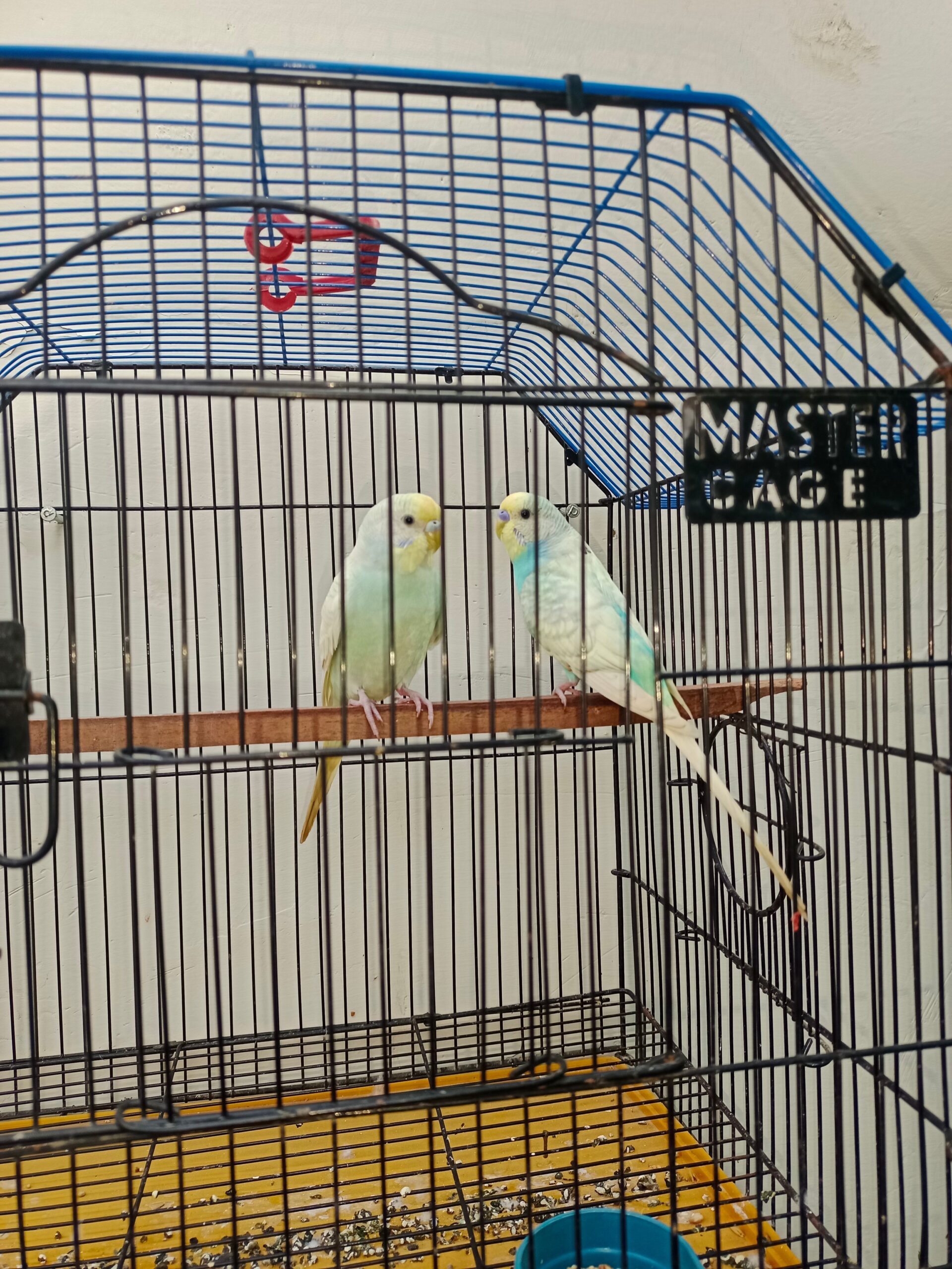 Rainbow Breeder pair 💯