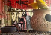 Love birds loutuno