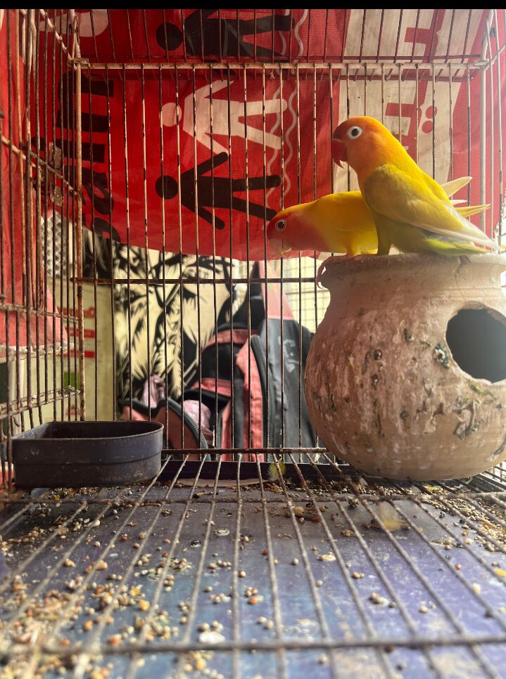 Love birds loutuno