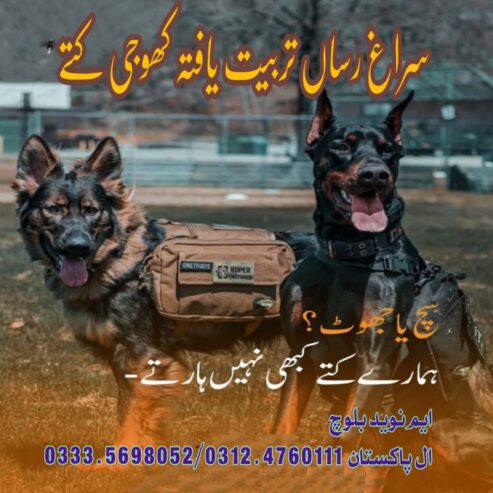 Army Dog center chakwal