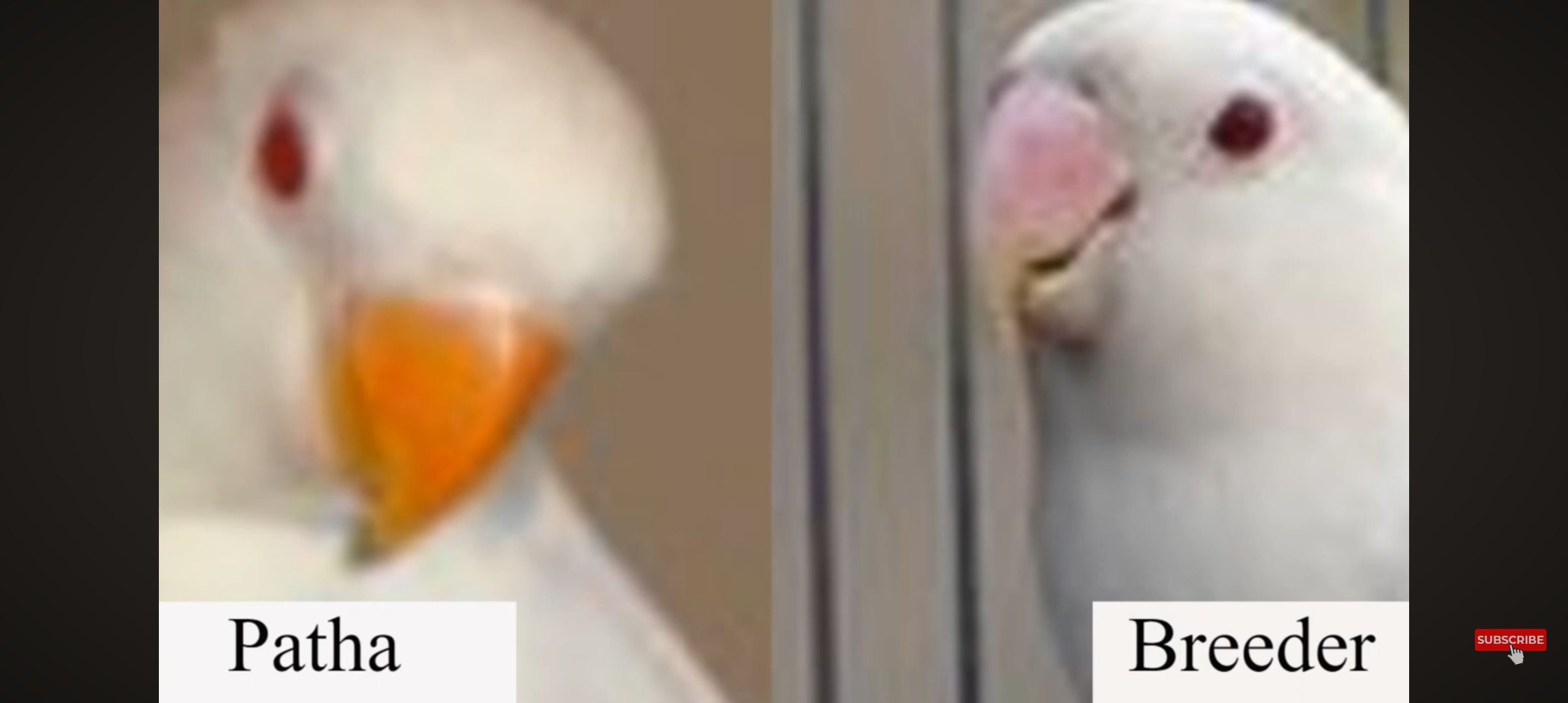Coctil