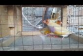 Lady Gouldian Finch