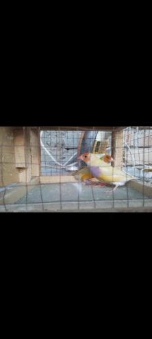 Lady Gouldian Finch