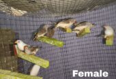 Zebra finches Male and Female