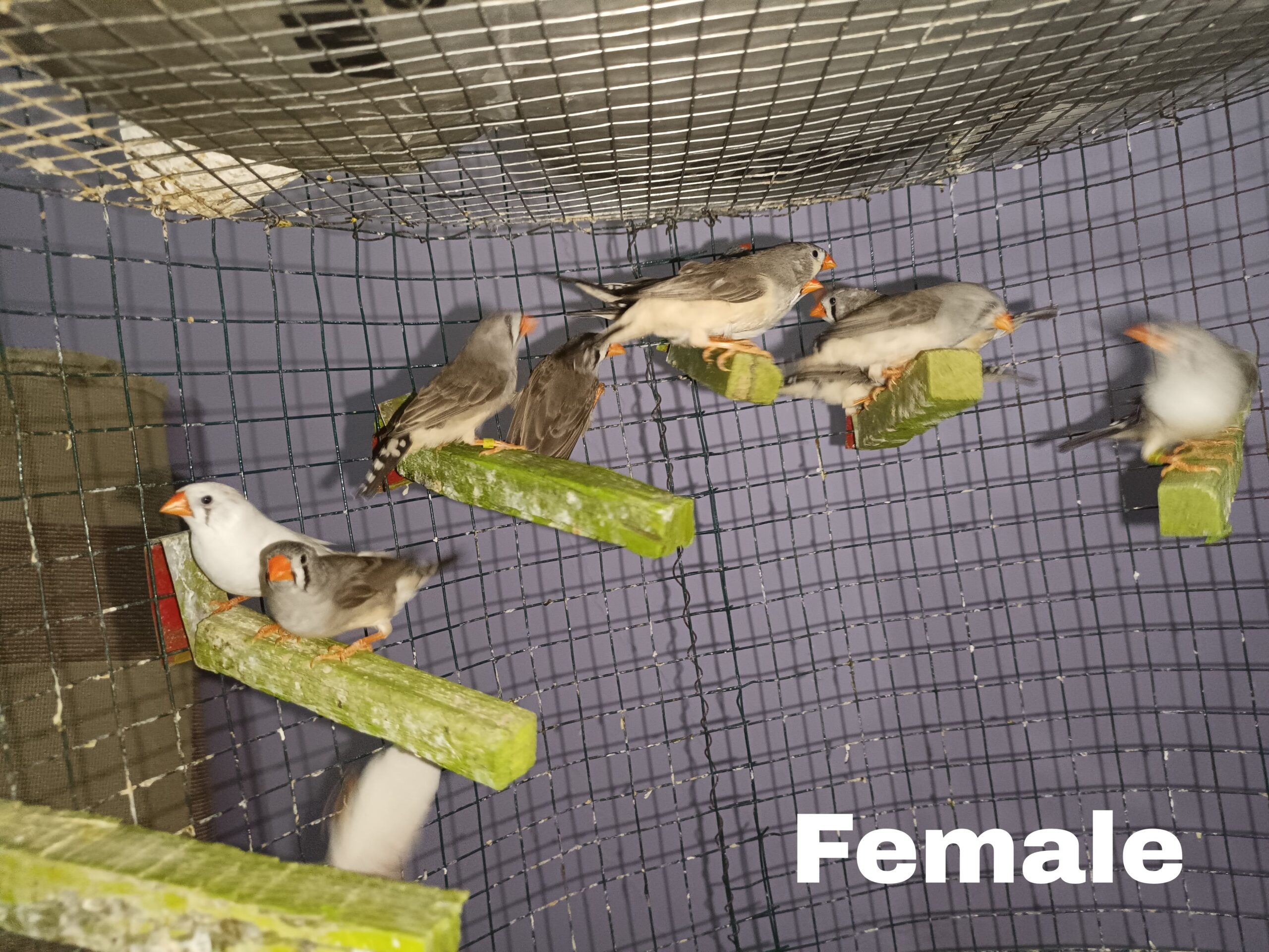 Zebra finches Male and Female