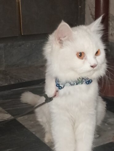 Female cat for sale