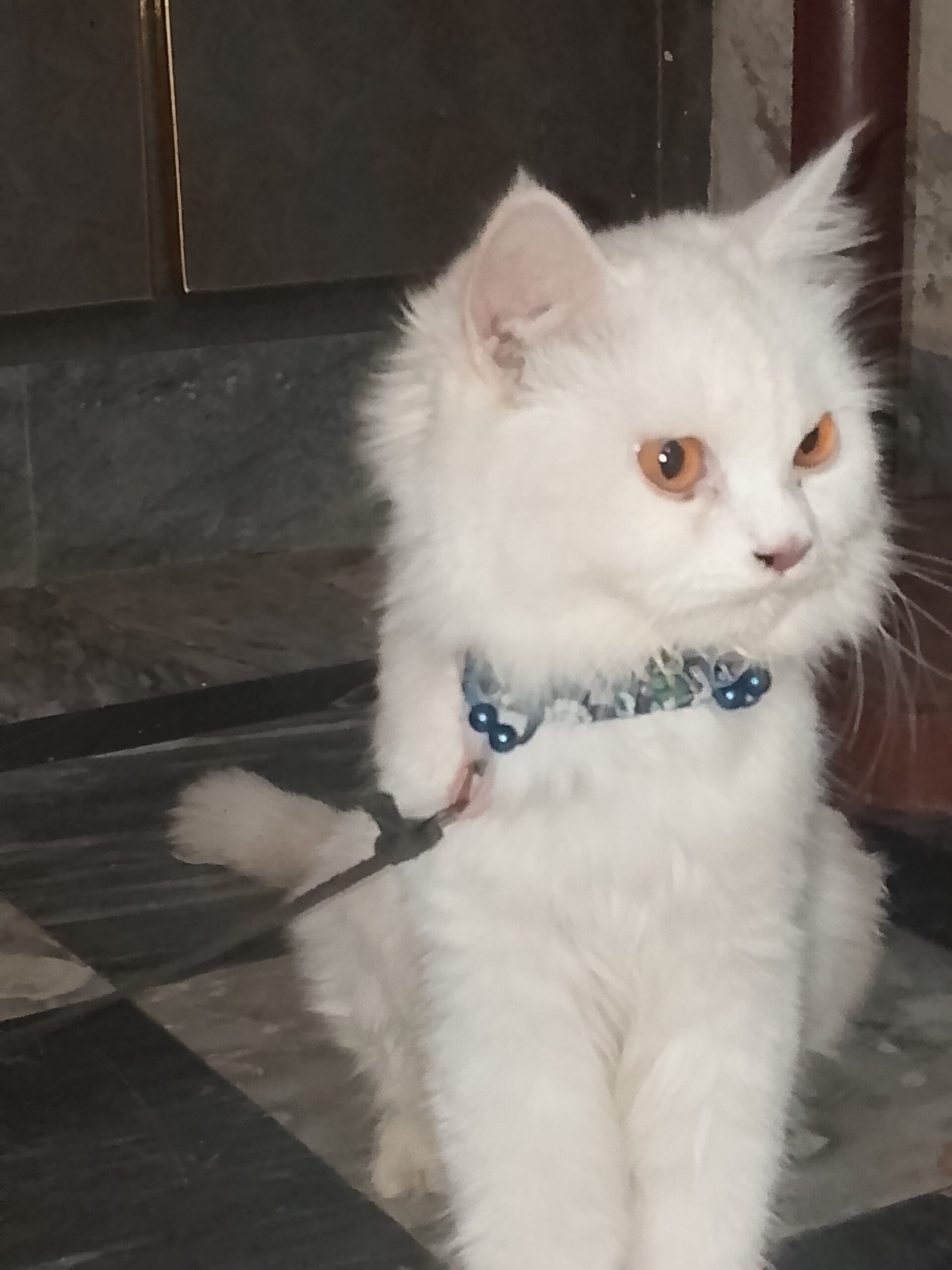 Female cat for sale