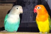 Love birds for sale